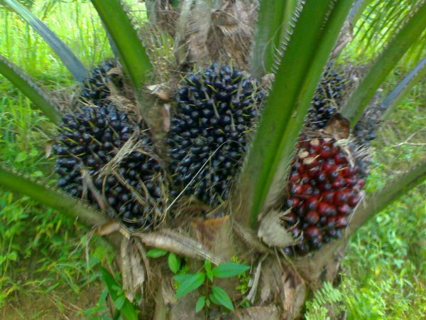 batang kelapa