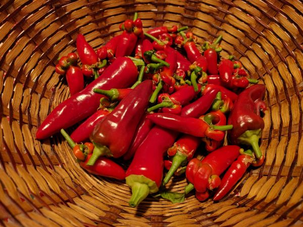 cabe cabean toket gede