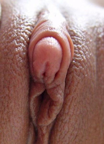 bunga mawar