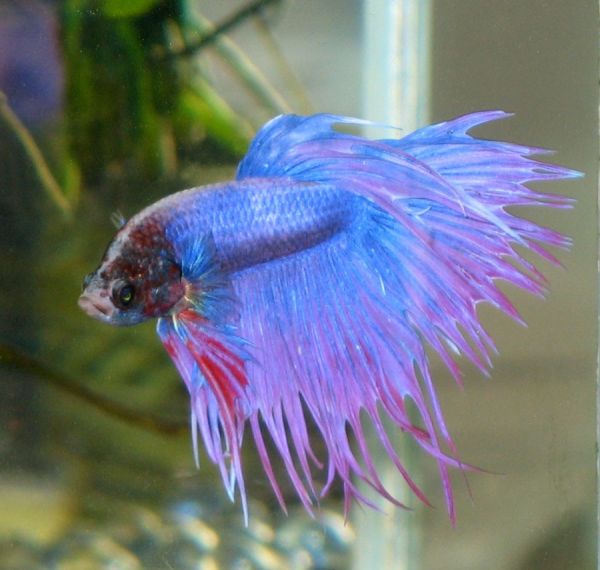 aquarium ikan
