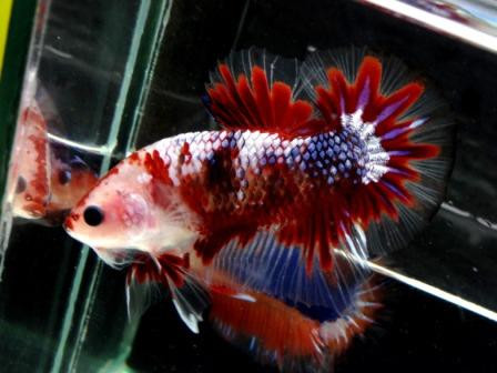 wallpaper ikan