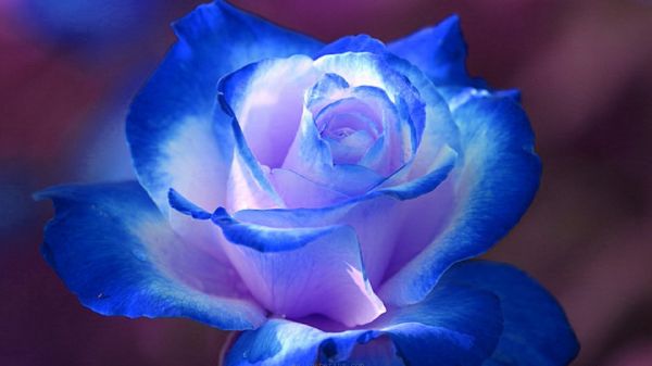 bunga biru muda