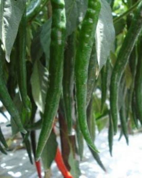 gambar cabe cabean ngentot full