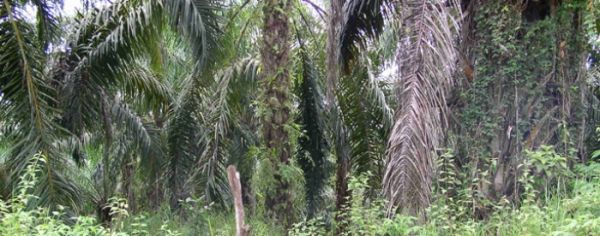 kebun sawit sibu