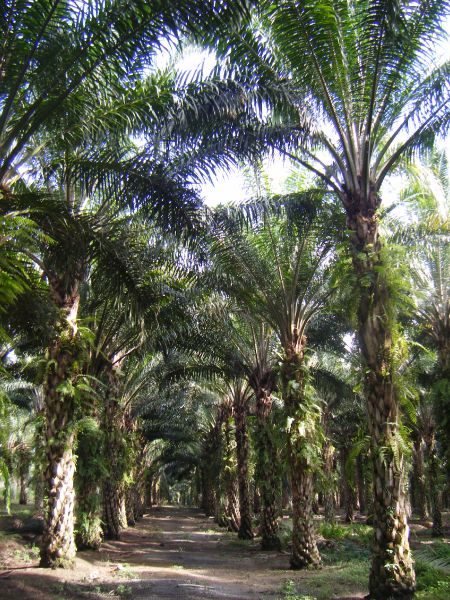 bunga bangkai