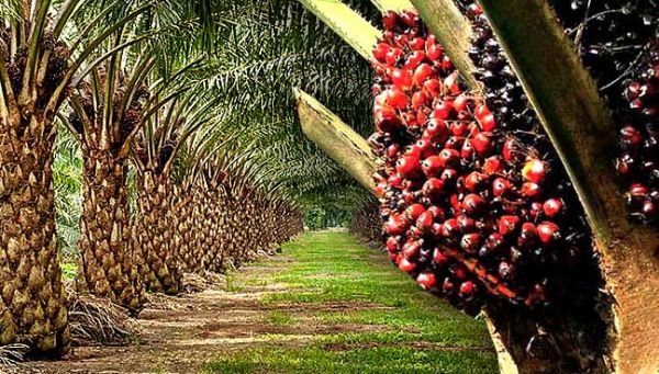 kebun getah