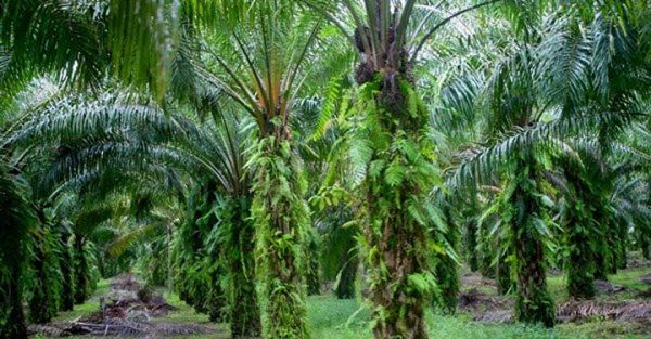 daun kelapa