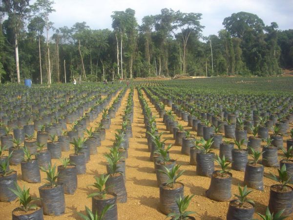 ladang kelapa sawit