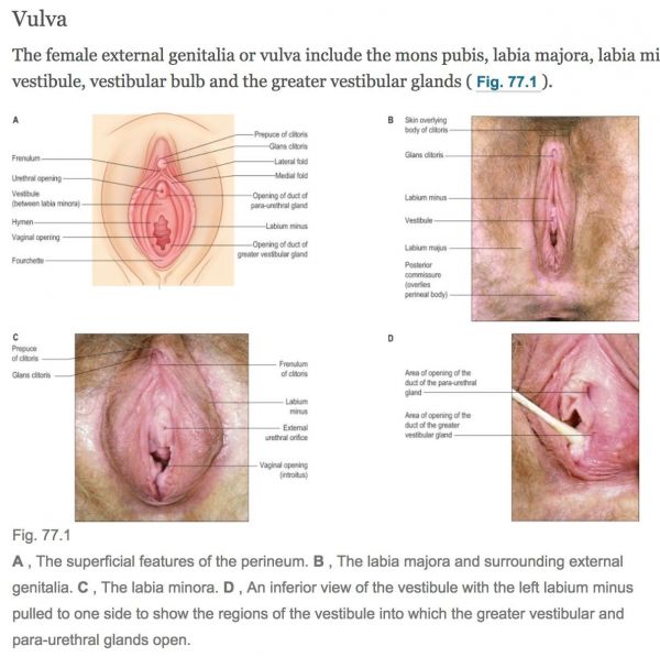 maxillary