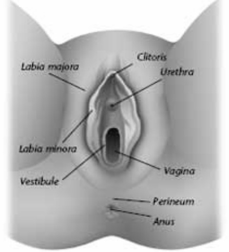 labial melanosis