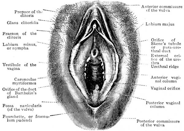 labial muscles