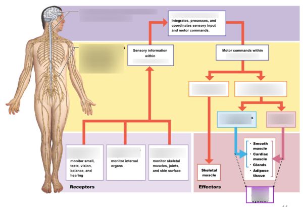 central nervous system art