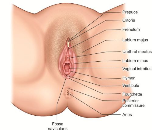 nasal cavity