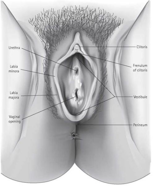 vestibular gland cyst