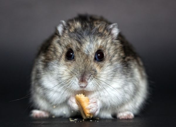 hamster with cross meme