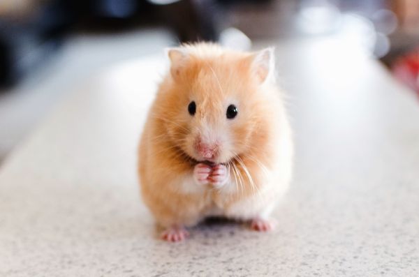 hamster lustig