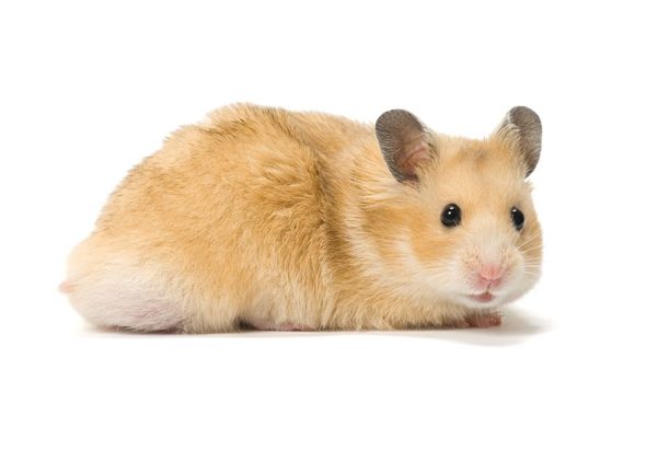 teddy bear hamster wallpaper