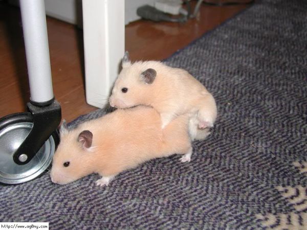 hamsters youtube