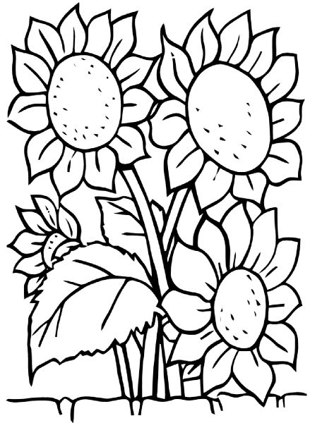 sketsa gambar mewarnai