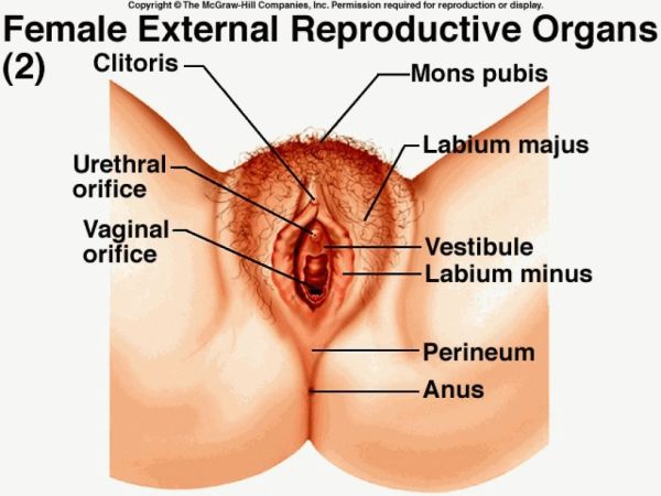 lengkapi organ reproduksi pria