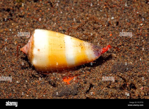 keong racun gambar