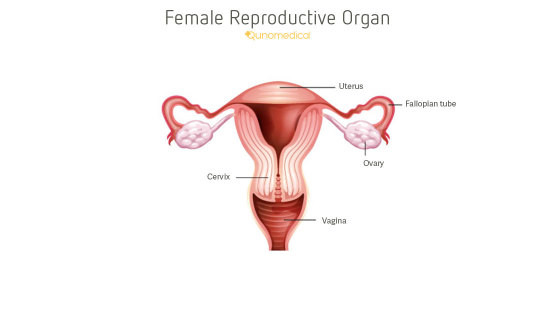 poto organ reproduksi wanita