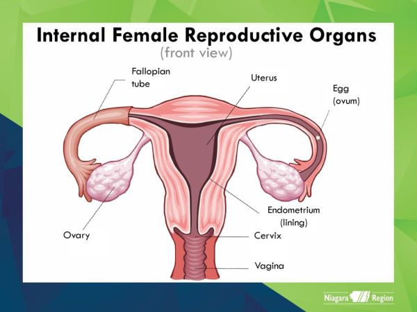struktur kelamin wanita