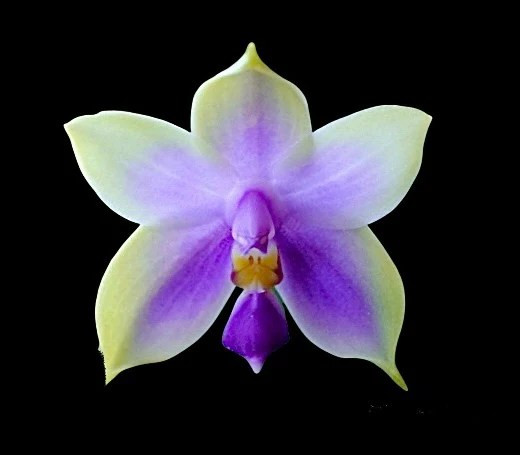 coerulea