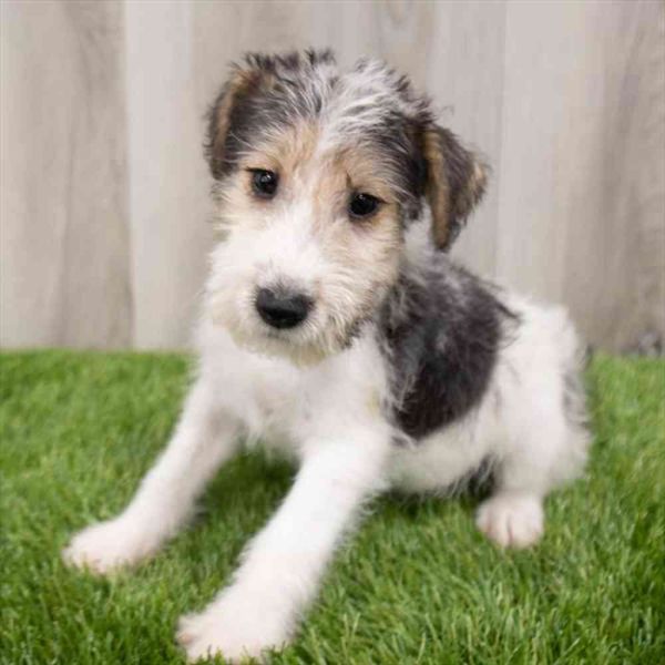 wire fox terrier funny