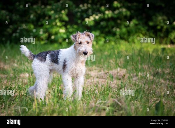wire fox terrier grooming